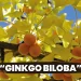Ginkgo Biloba