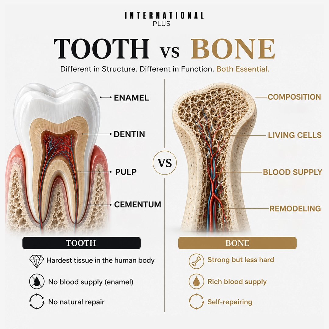 Are Teeth Bones The Direct Answer