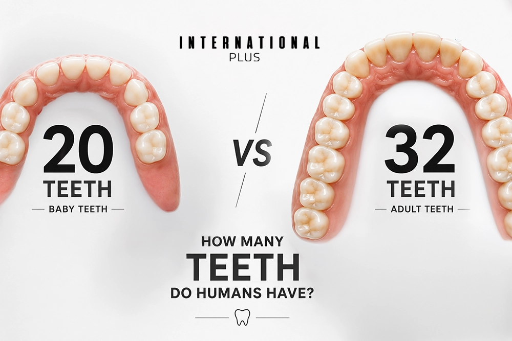 How Many Teeth Do Humans Have? A Complete Count by Age and Tooth Type