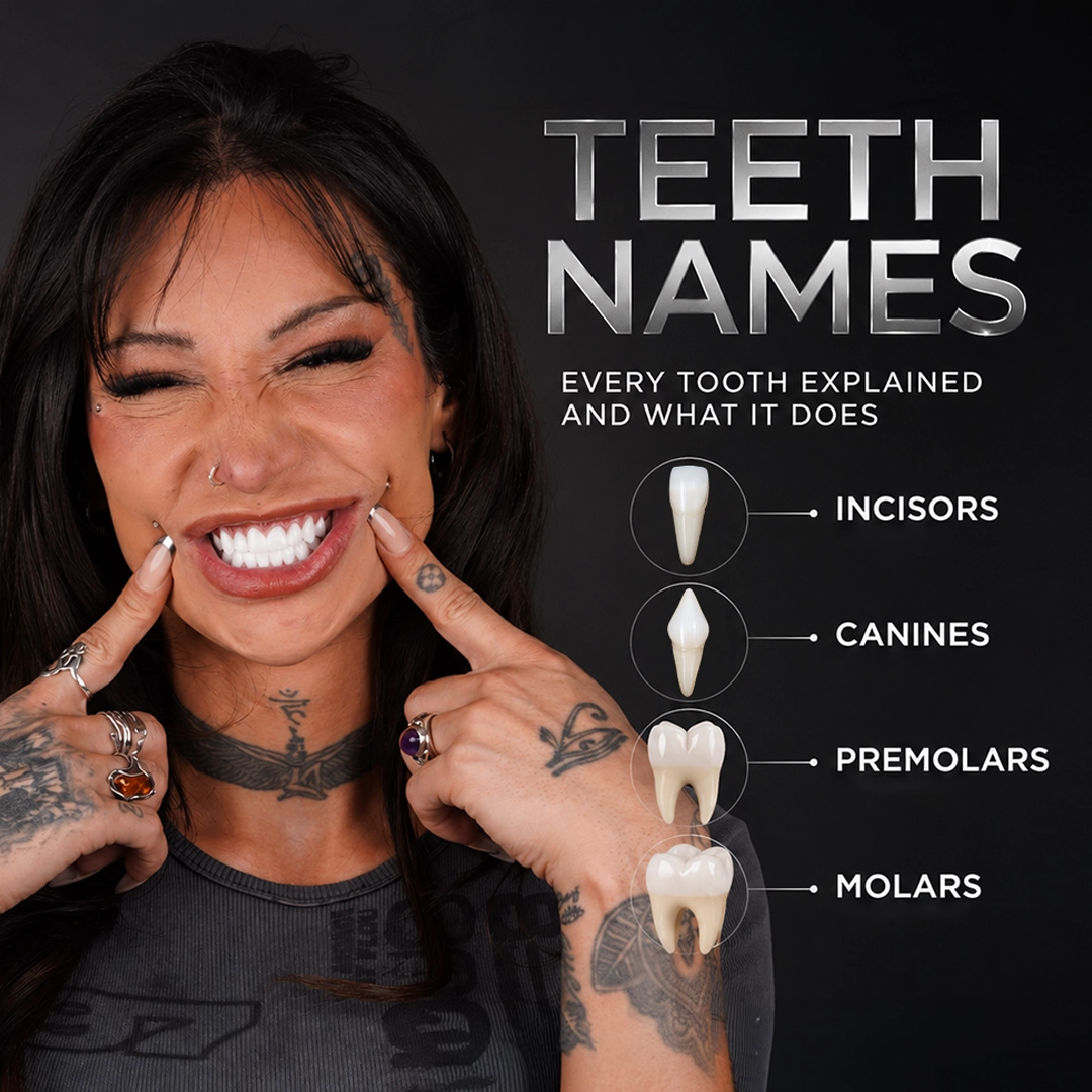 Molars Teeth First, Second and Third Molar