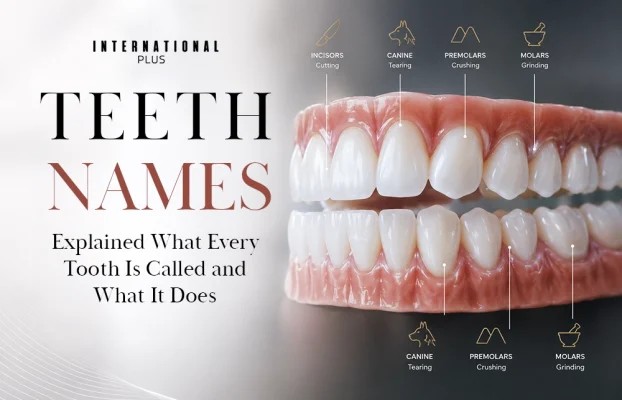 Teeth Names Explained: What Every Tooth Is Called and What It Does