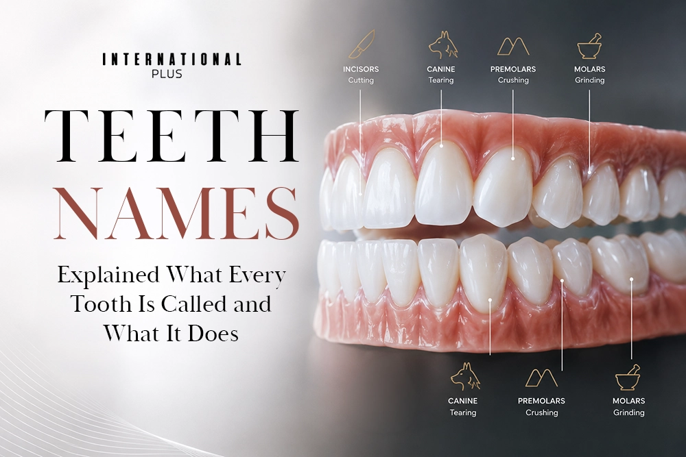 Teeth Names Explained: What Every Tooth Is Called and What It Does